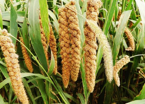小米种植的农业合作社与合作模式