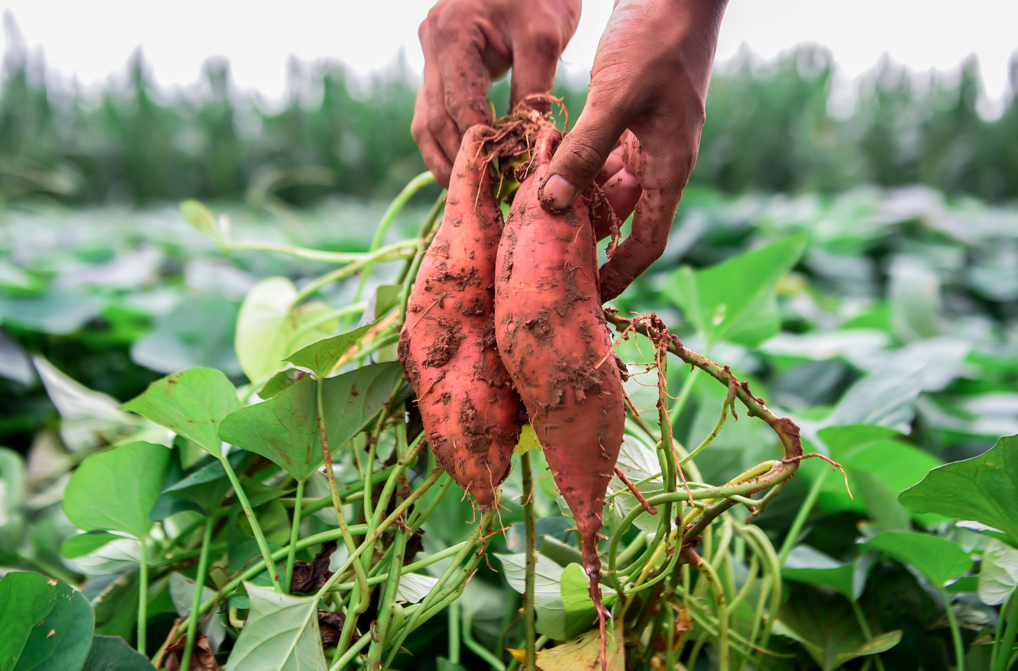 介绍红薯育苗的方法和技巧