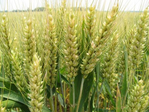 小麦有哪些种植方式
