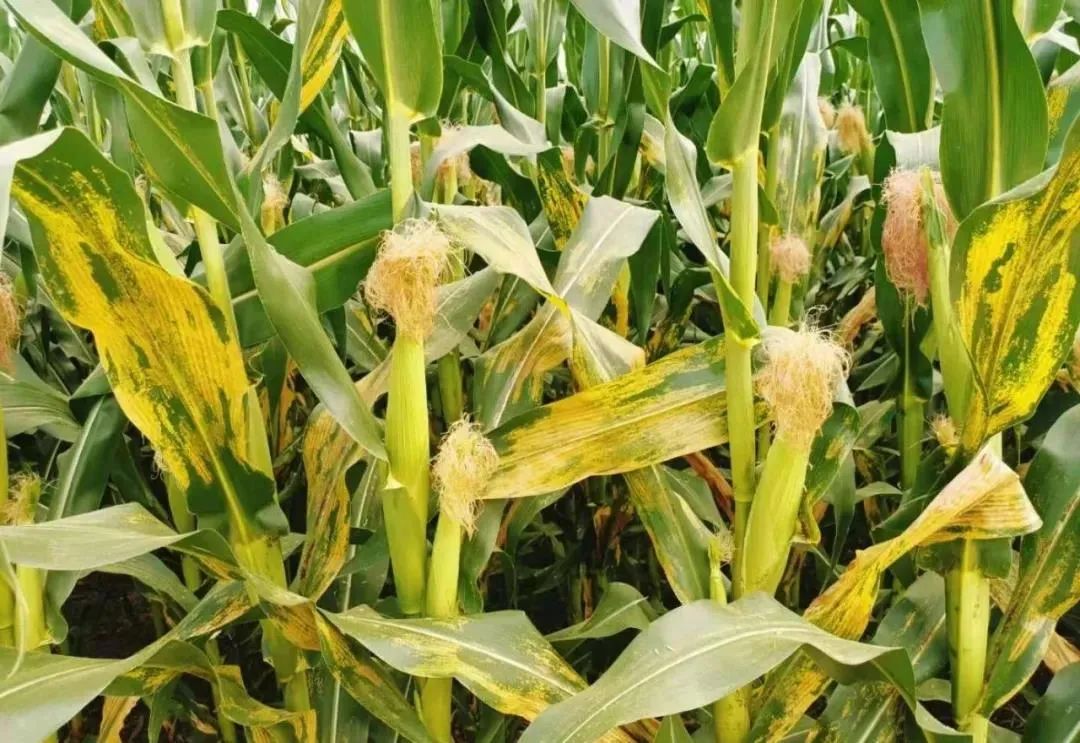 玉米南方锈病不会危害小麦