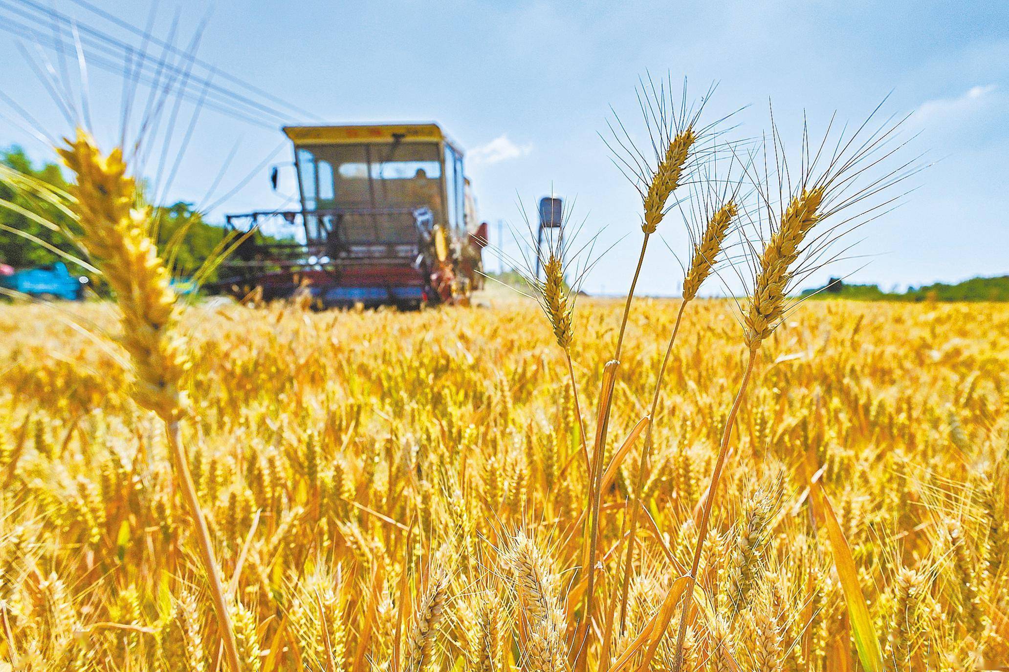 小麦收获前，如何防早衰？