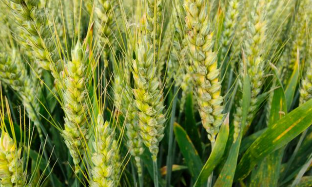 小麦返青期田间管理技术措施