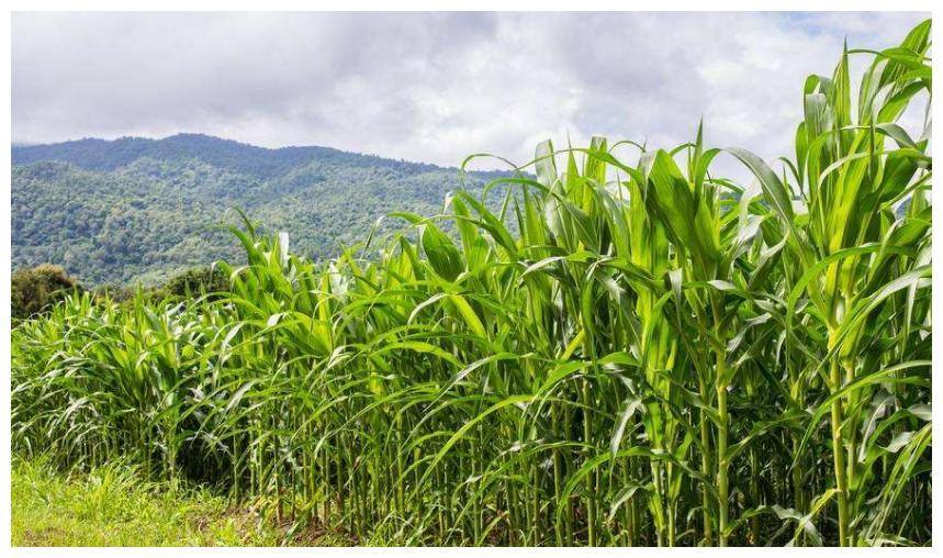 玉米种植的产业链与市场分析